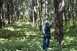 Giá cao su Tocom tăng phiên thứ 5 liên tiếp